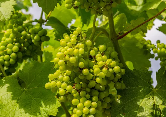 Bundles of grapes on a vine