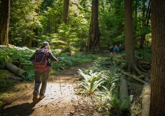 Woman with hiking poles, walking through a forest