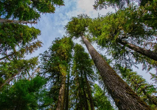 Ground view of tall trees in a forest