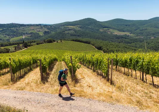 a backroads guest walks through a vineyard