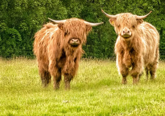 Two furry bulls with large horns, standing in a grassy field