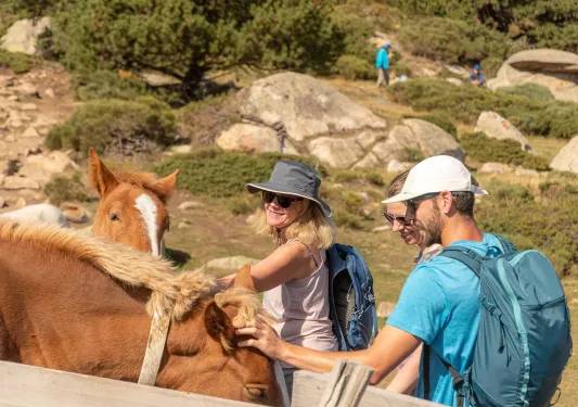 Backroads guests stop to pet horses on a hike