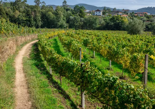 Large vineyard with houses in the distance