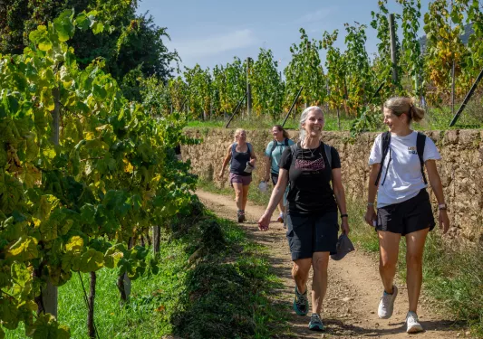 Group of four women walking along a vineyard on a dirt trail