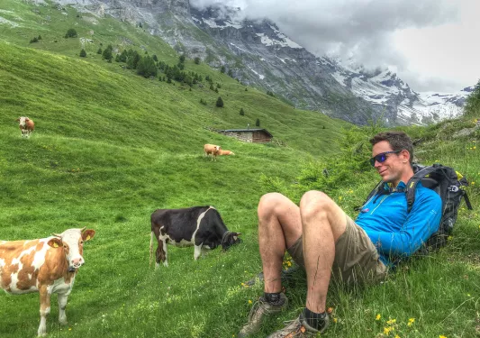 Guest laying in a field with cows