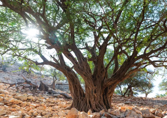 Tall tree in a field covered with white rocks