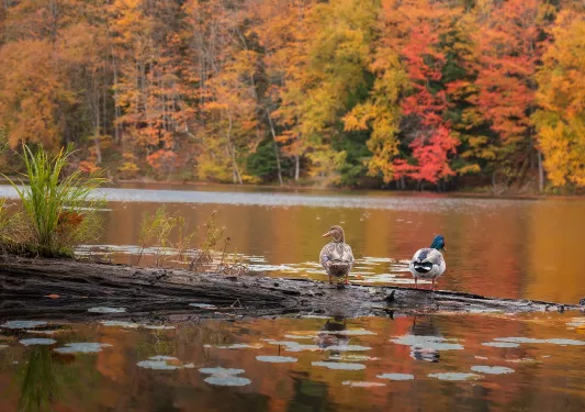 Two ducks standing on a dirt patch in front of a lake