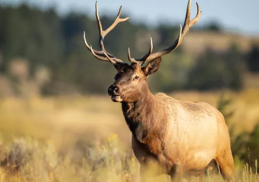 Antelope with large horns running through a field