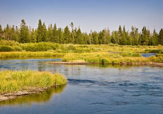 River surrounded by a marsh, and a forest in the distance