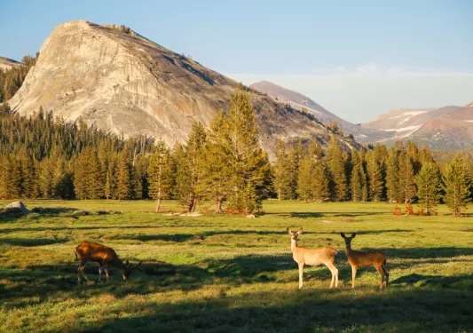 Three deer in a grass field, with a large mountain in the background