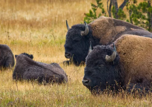 Herd of bison laying on a field of dried grass