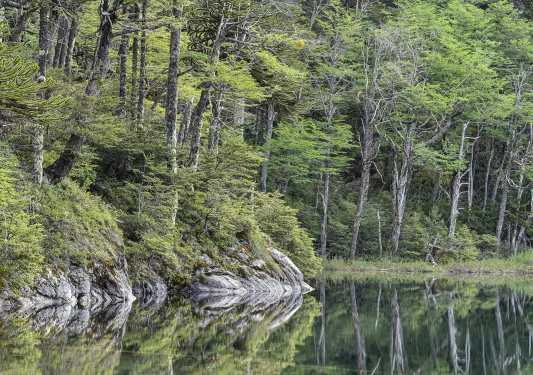 Trees on the perimeter of a lake, with the reflection on the water