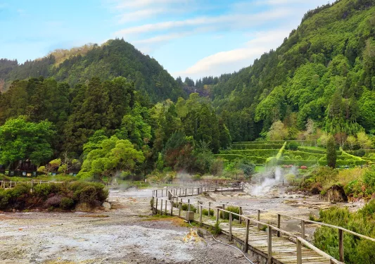 Long wooden bridge leading to a forest full of tall trees