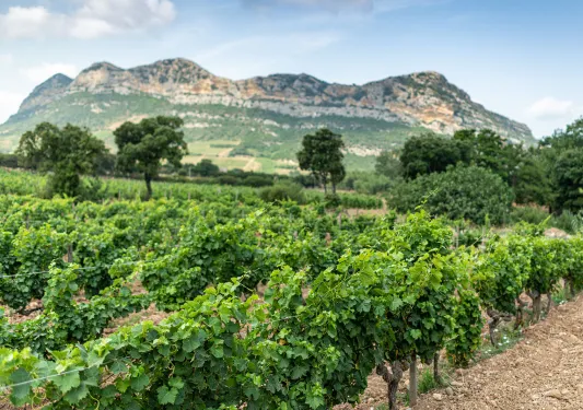 Vineyard with rows of crops and trees