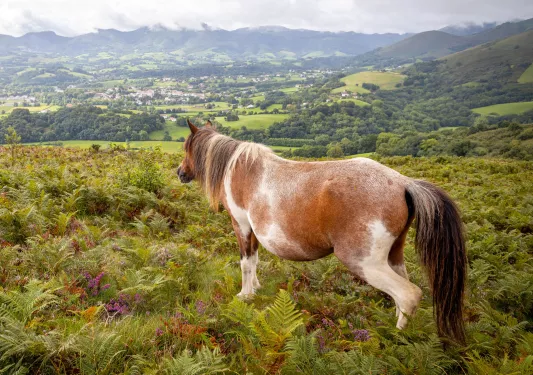 Horse on top of a hill of grass