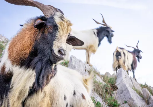 Three rams standing on top of jagged boulders