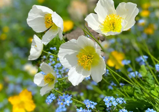 Yellow and white flowers in a field