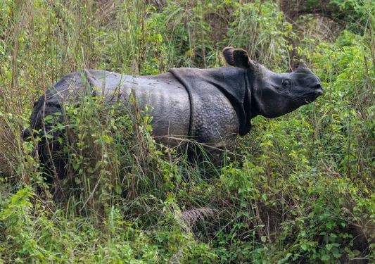Young rhino walking through a field of tall weeds