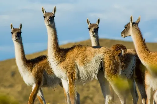 Close up shot of four llamas.