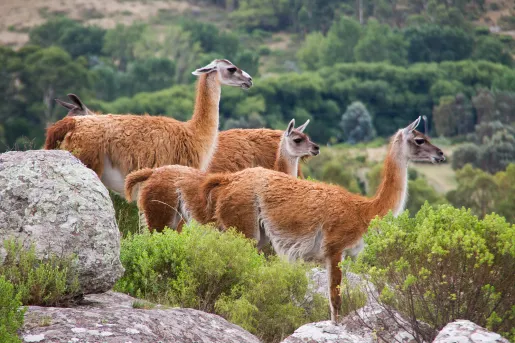 Close-up shot of guanacos, or red llamas.