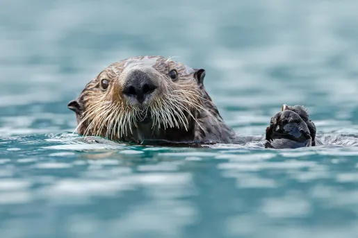 Close-up of sea otter.