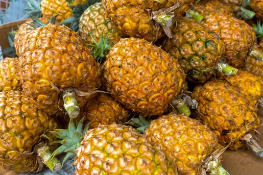Pineapples grown on a plantation on the island Sao miguel, Azores