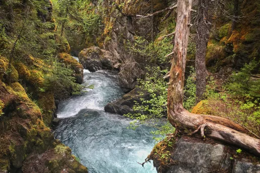 River flowing through a forest in Alaska