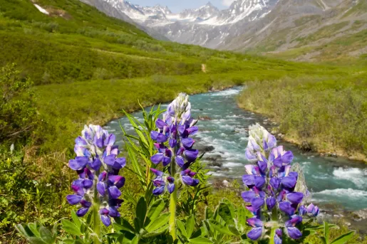 Field of purple flowers with mountains in the background