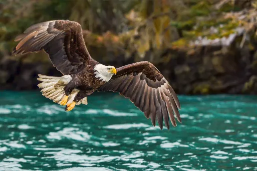 Bald eagle flying over water in Alaska