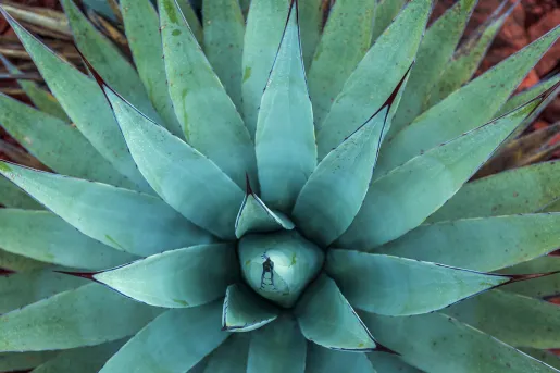 Blue-green agave cactus in Sedona, Arizona