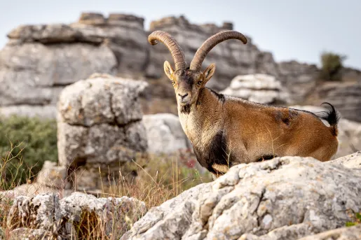 Mountain goat, Spanish Ibex in the wild.
