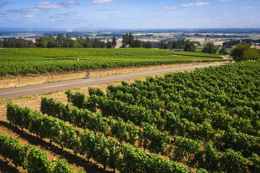 Guest in middle ground riding through vineyard.