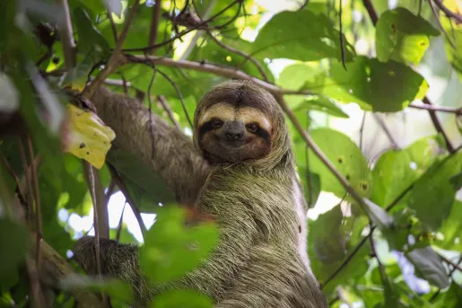 Sloth Costa Rica