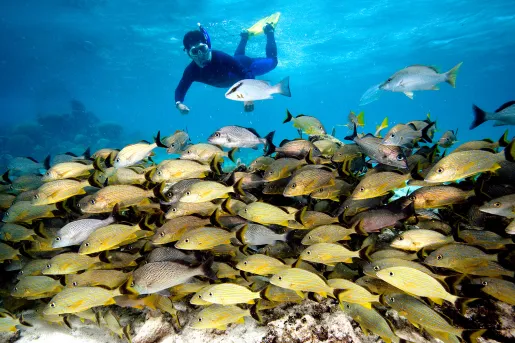 Snorkeling with a School of Fish