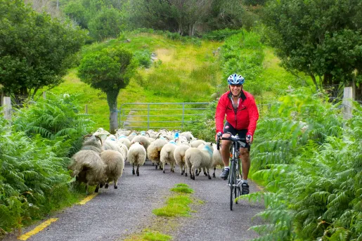 Red Jacket Cyclist Sheep Ireland