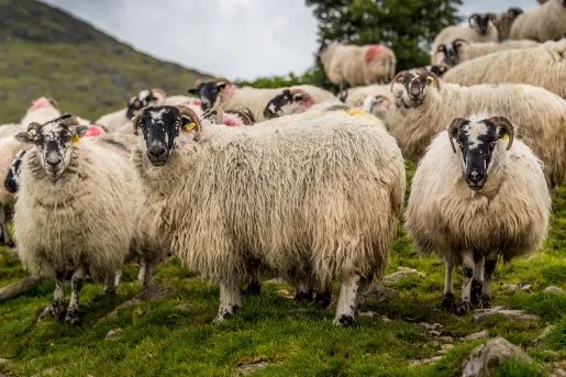 Sheep Ireland
