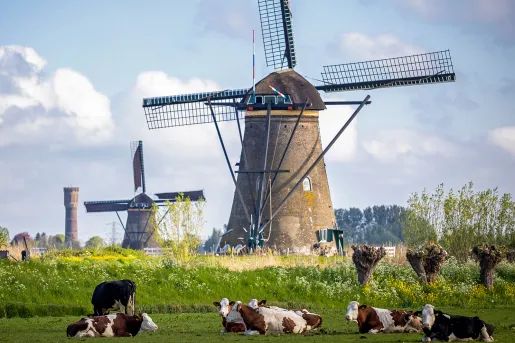Wide shot of grassy field, windmills, cows, sky, etc.