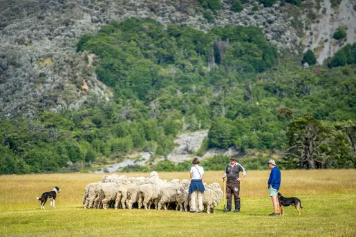 Asia & Pacific Sheep