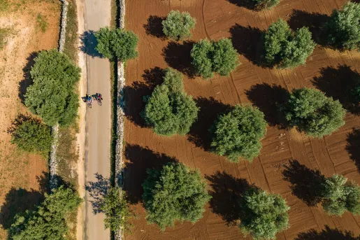 Aerial shot of guests cycling down farm road, freshly tilled and watered trees on their left.