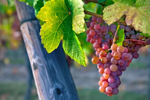 Grapes on a vine 