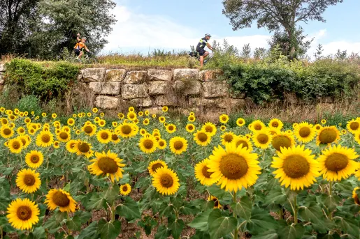 Biker riding past a field of sunflowers
