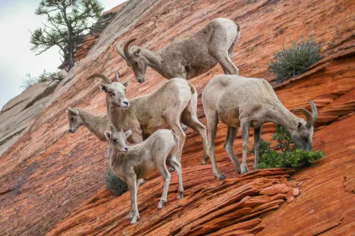 Herd of Desert Bighorn sheep.