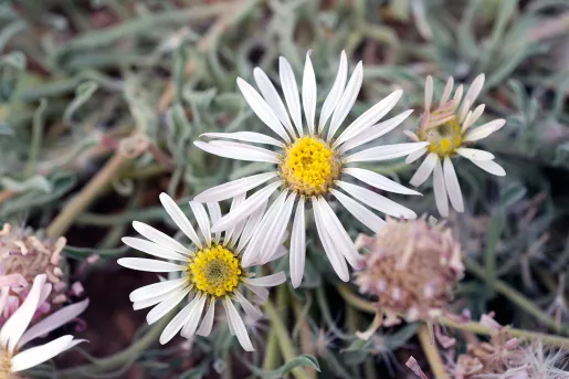 Close-up shot of a Townsend Daisy.