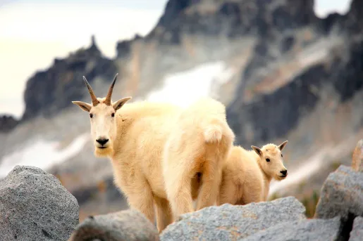 Close-up of Mountain Goats.