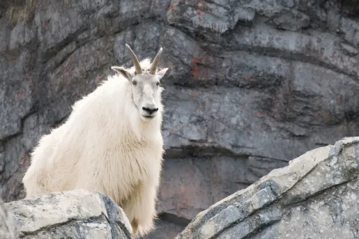 Close-up of Mountain Goat.