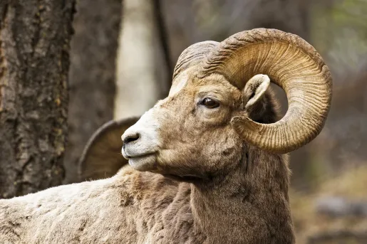 Close-up of Sierra Nevada Bighorn.