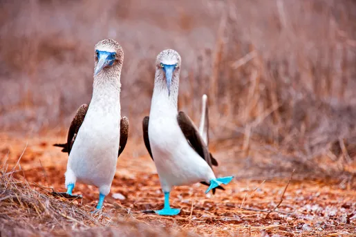 Two Blue Boobie Birds 