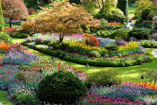 Vibrant spring blooms, including a wide variety of colorful tulips at Butchart Gardens in British Columbia, Canada.