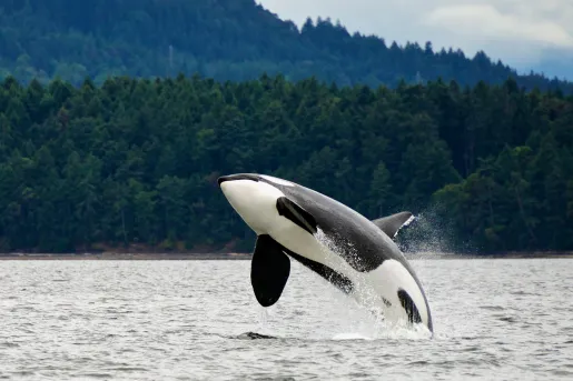 Orca jumping out of the water