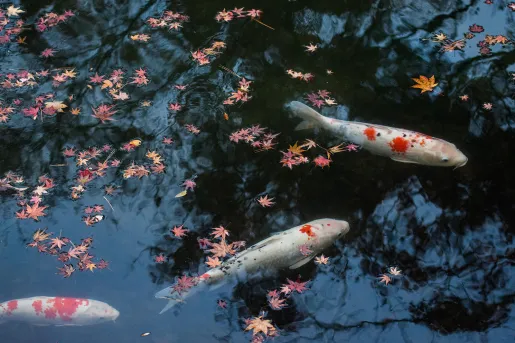 Pond full of koi fish in Japan
